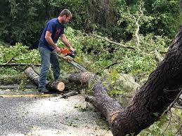 Best Utility Line Clearance  in Bent, NE