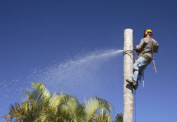 How Our Tree Care Process Works  in  Bennet, NE