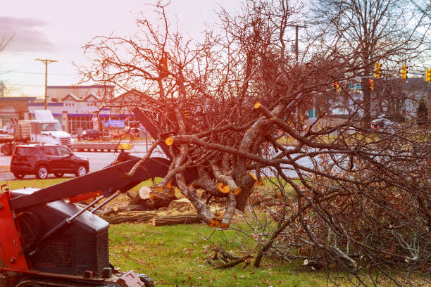 Best Hedge Trimming  in Bent, NE