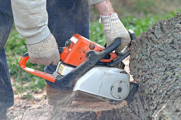 Best Hazardous Tree Removal  in Bent, NE