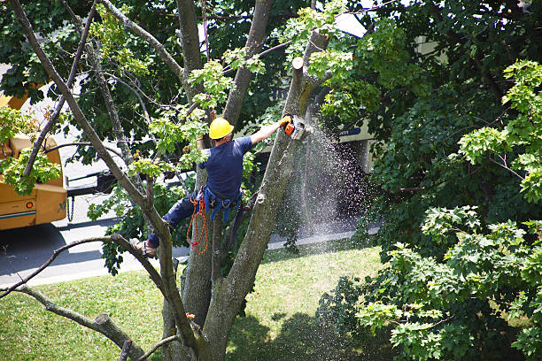 Trusted Bennet, NE Tree Care Experts